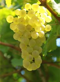 grappolo chardonnay.jpg